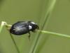 Harpalus serripes